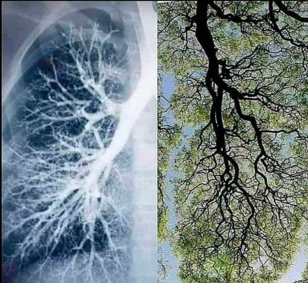 Semelhança entre estrutura pulmonar e a copa de uma árvore.