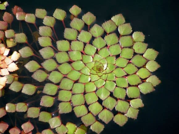 Planta Mosaico - Ludwigia sedioides.