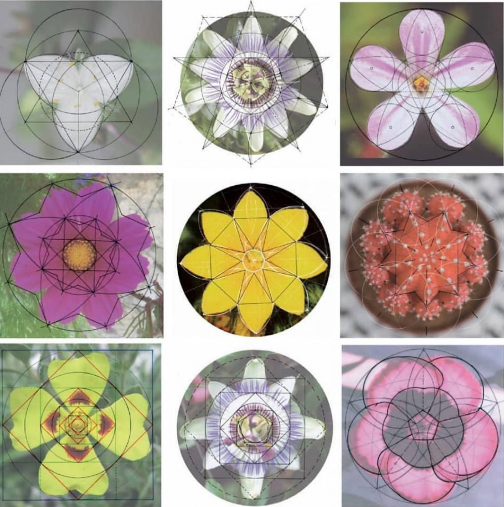 Imagens do livro "The Hidden Geometry of Flowers: Living Rhythms, Form and Number" de Keith Critchlow.